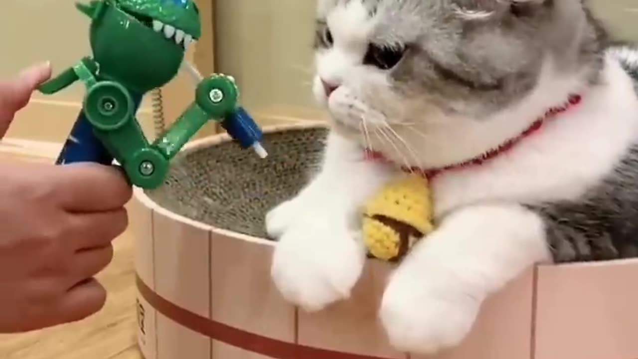 Angry cat short video