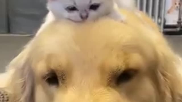 The kittens really treats golden retriever as father Cute cat and dog