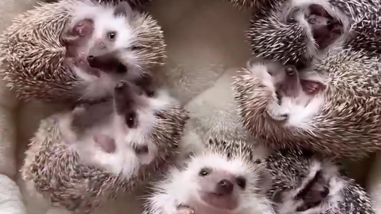 Cute and Funny 😜 Moments with Hedgehogs 🦔 Compilation 🥰