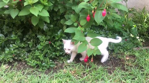 cute cat playing with tree so adorable