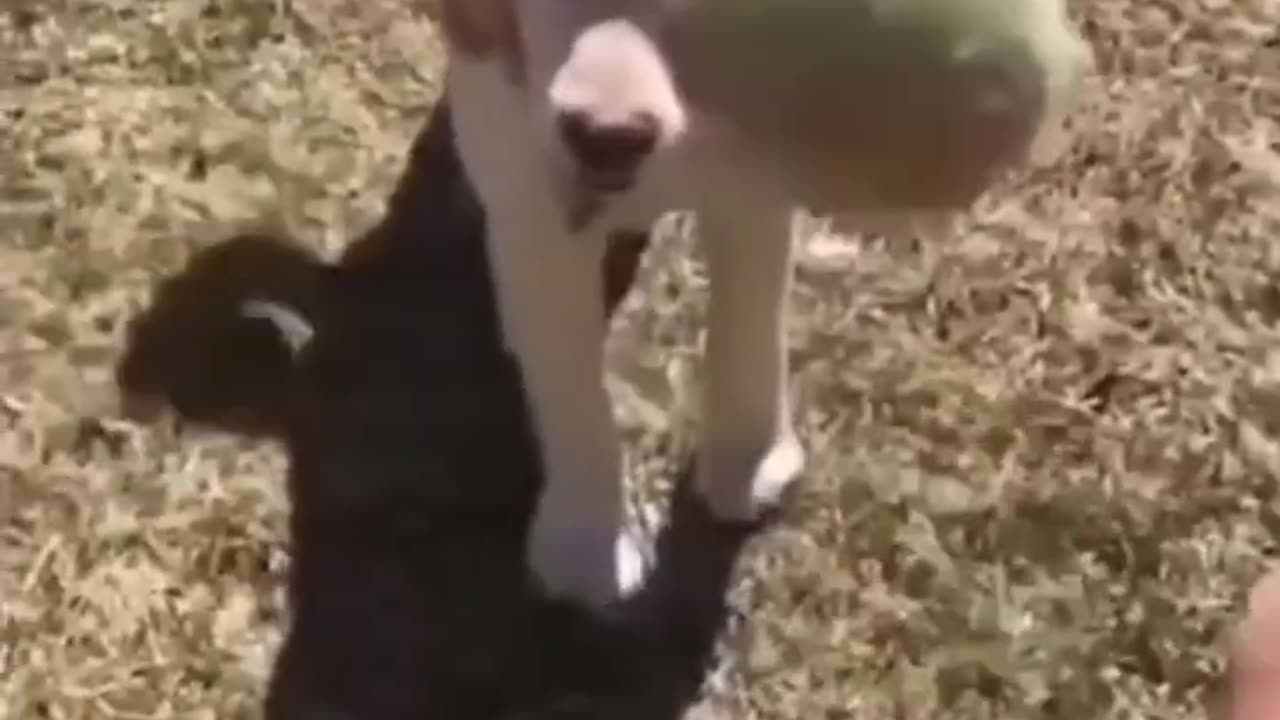 Funny Animal Compilation #8 😂😂