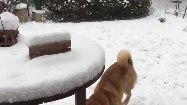 "It's snowing here today. I want to have a good play."