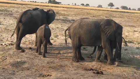 Live elephant birth