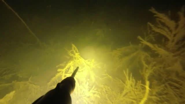 Night spearfishing for pike.