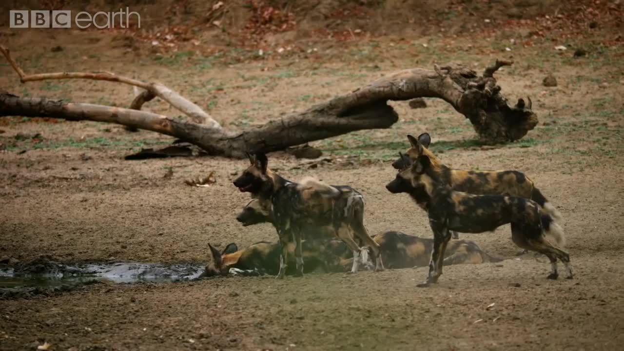 Dynasties: First Look Trailer | New David Attenborough Series | BBC Earth