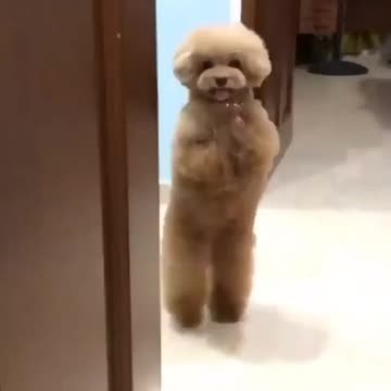 A dog jumps and dances like a human 😍😍😍
