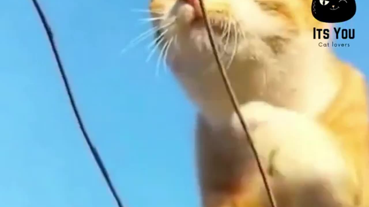 Cat become a hunter