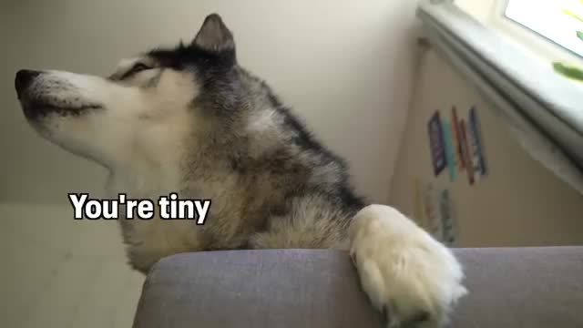 Husky Has Cute Conversation with Kitten!