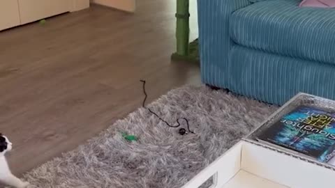Funniest Cats and Dogs 😺🐶
