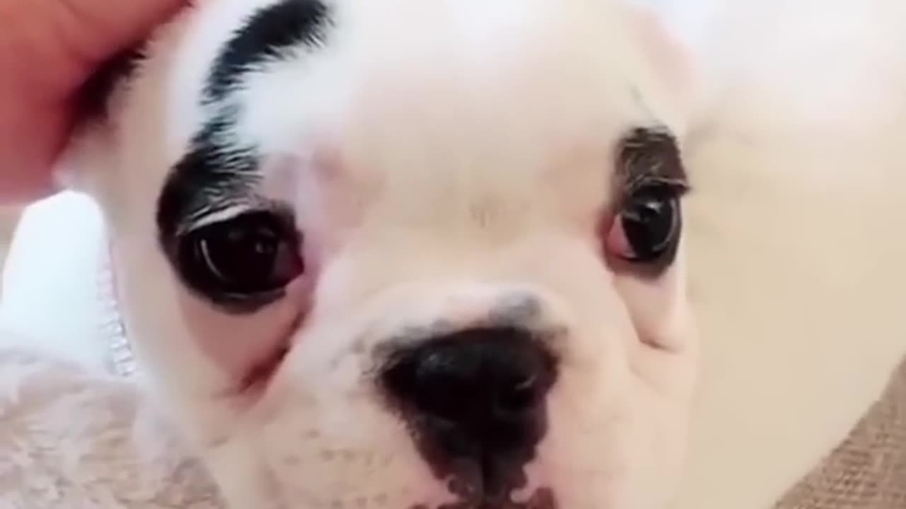 Dog Funny Moments