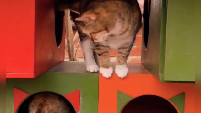 Funny Cat Video, Short Funny Cat Videos, Funny Cats