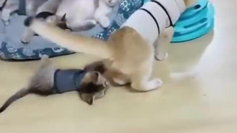 Funny animals shorts_1080p🐈‍⬛🦮😻😺😸