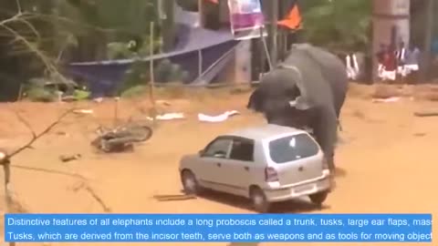 Elephants Attack