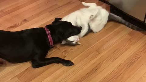 Dog vs Cat