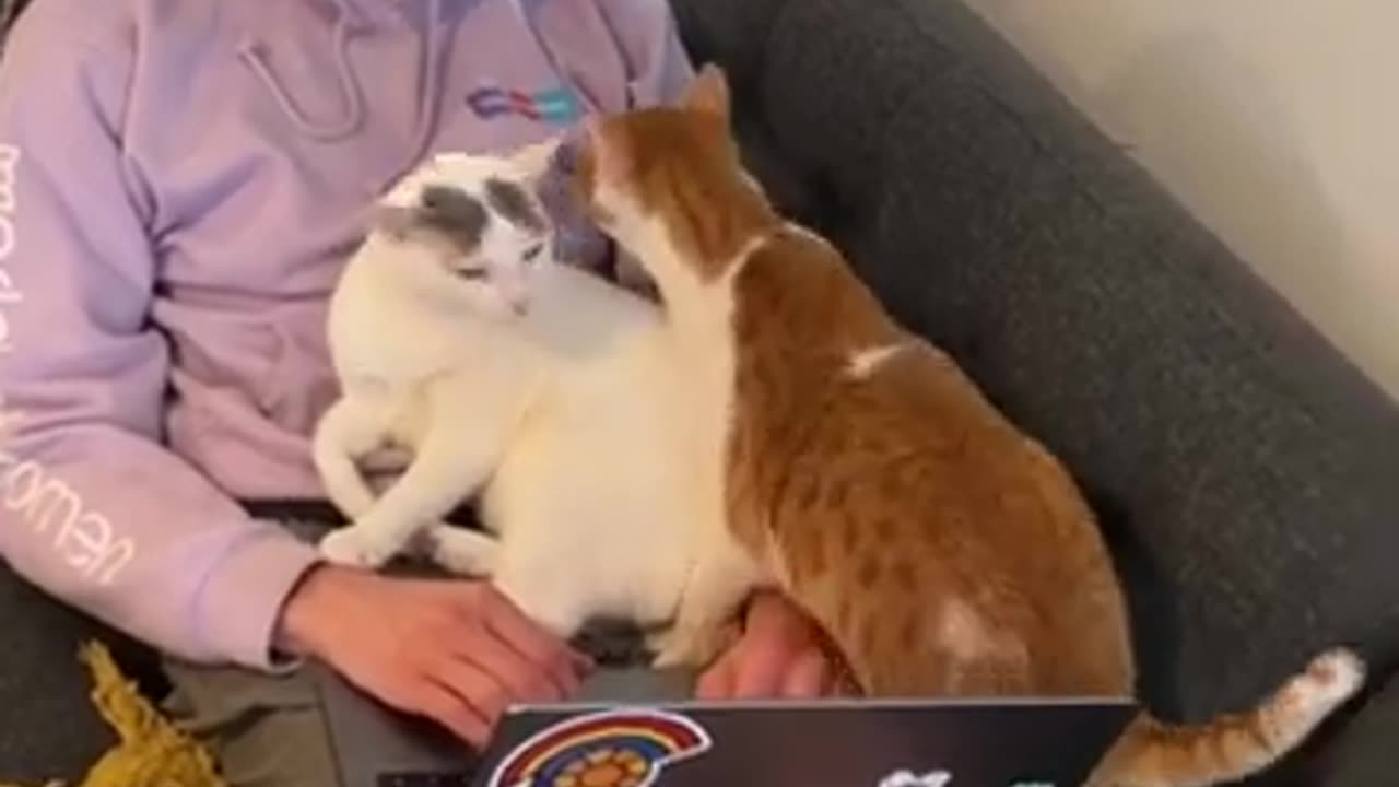 Back off my Hooman🤨