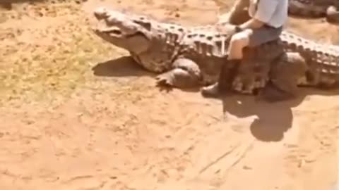 Consequences of Sitting on a Gator
