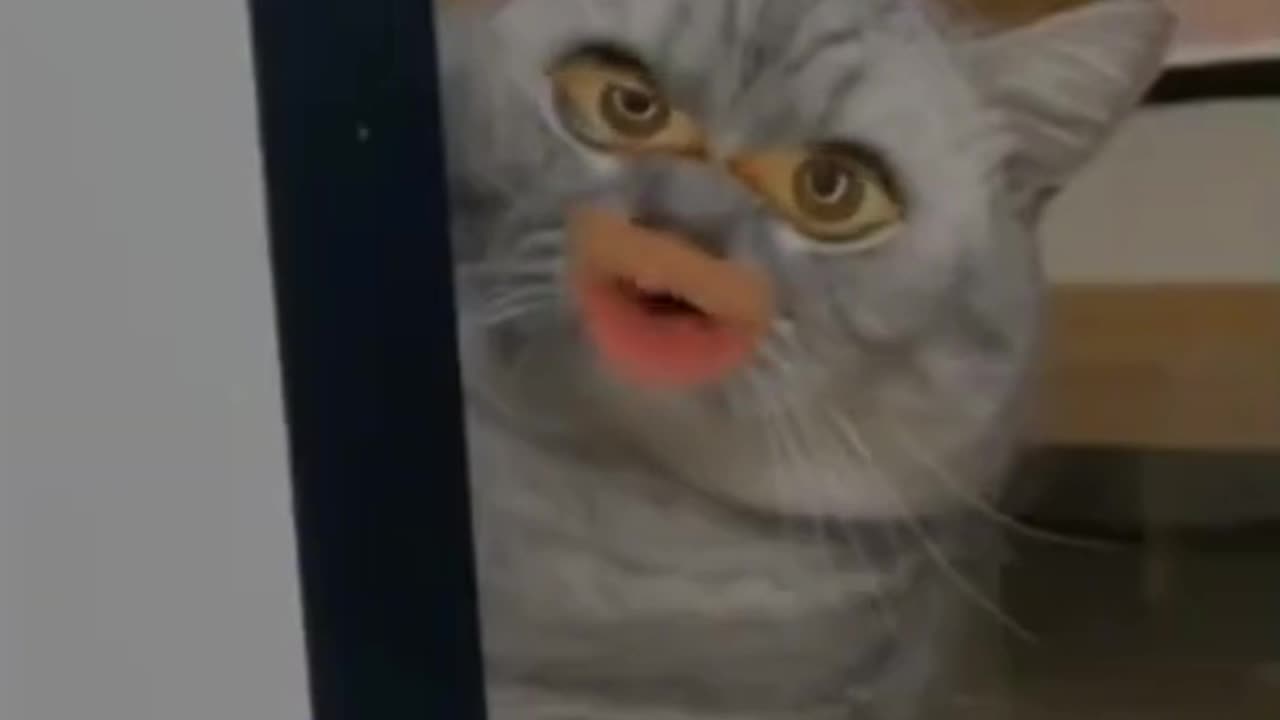 cats comedy