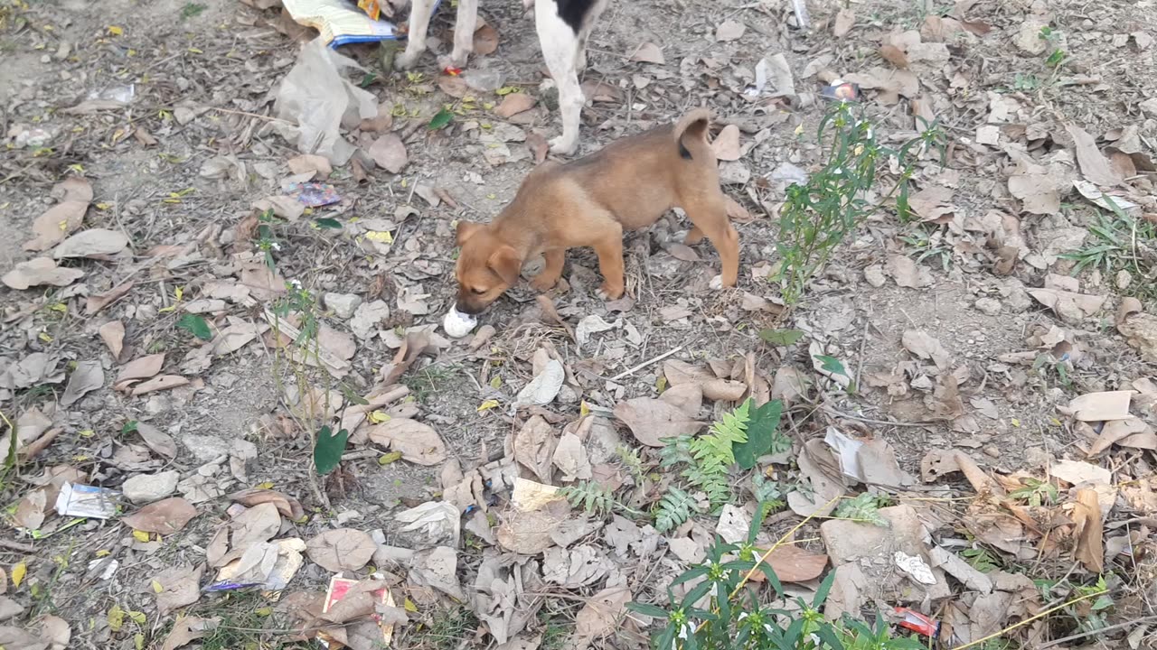 Dog kids playing outdoor