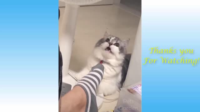 amazing cat reaction video