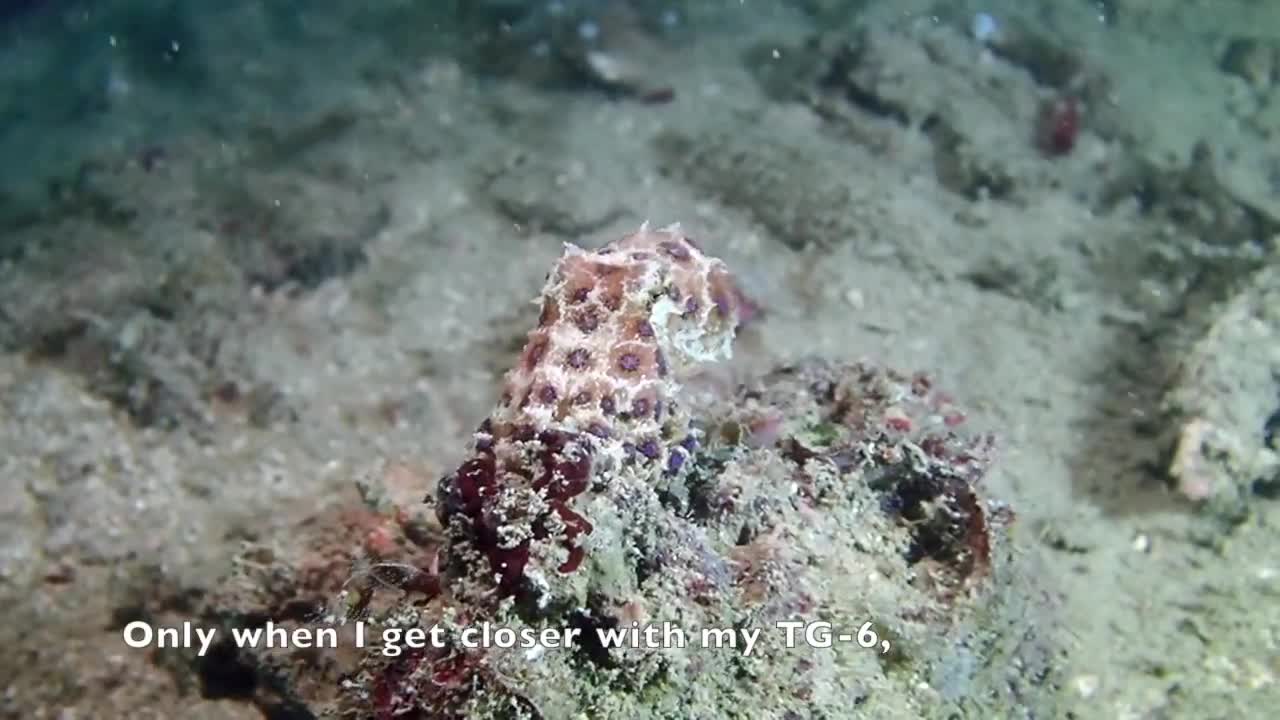 Blue Ring Octopus Hantu 14 Mar 2021