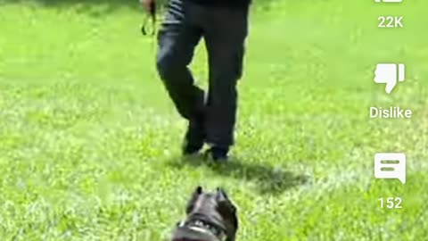 Doggy puppy video doggy