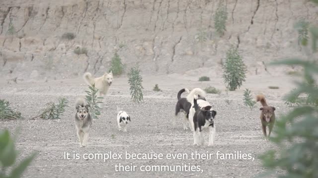 Hope for Dogs and Cats in Bolivia