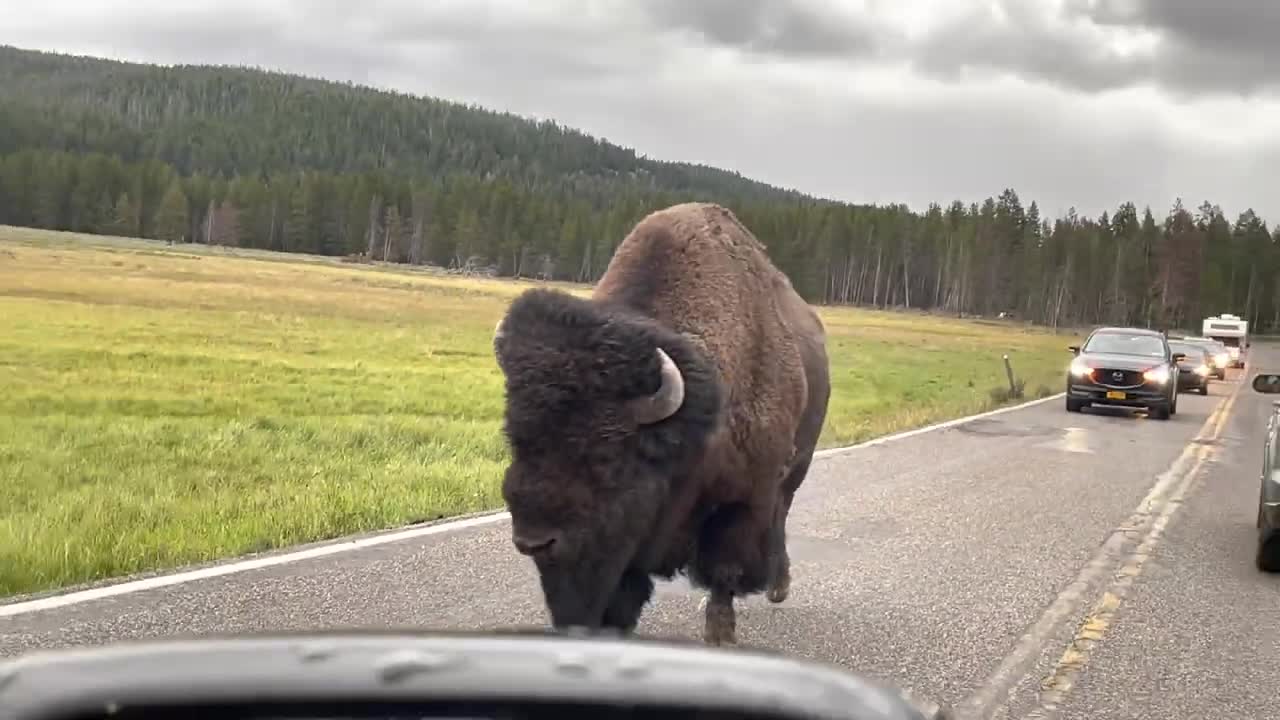 massive bison walking on yellowstone road