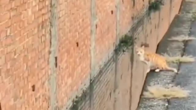 Cat funny moment