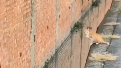 Cat funny moment