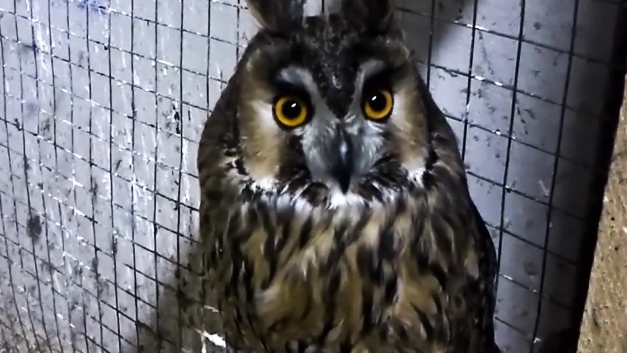 Owl Magic: A Glimpse into Nature's Charm