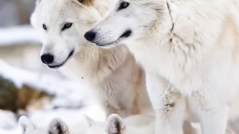 The Snow White Wolf ,#Couple With Cubs.