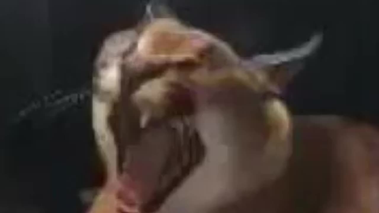 laughing cat .