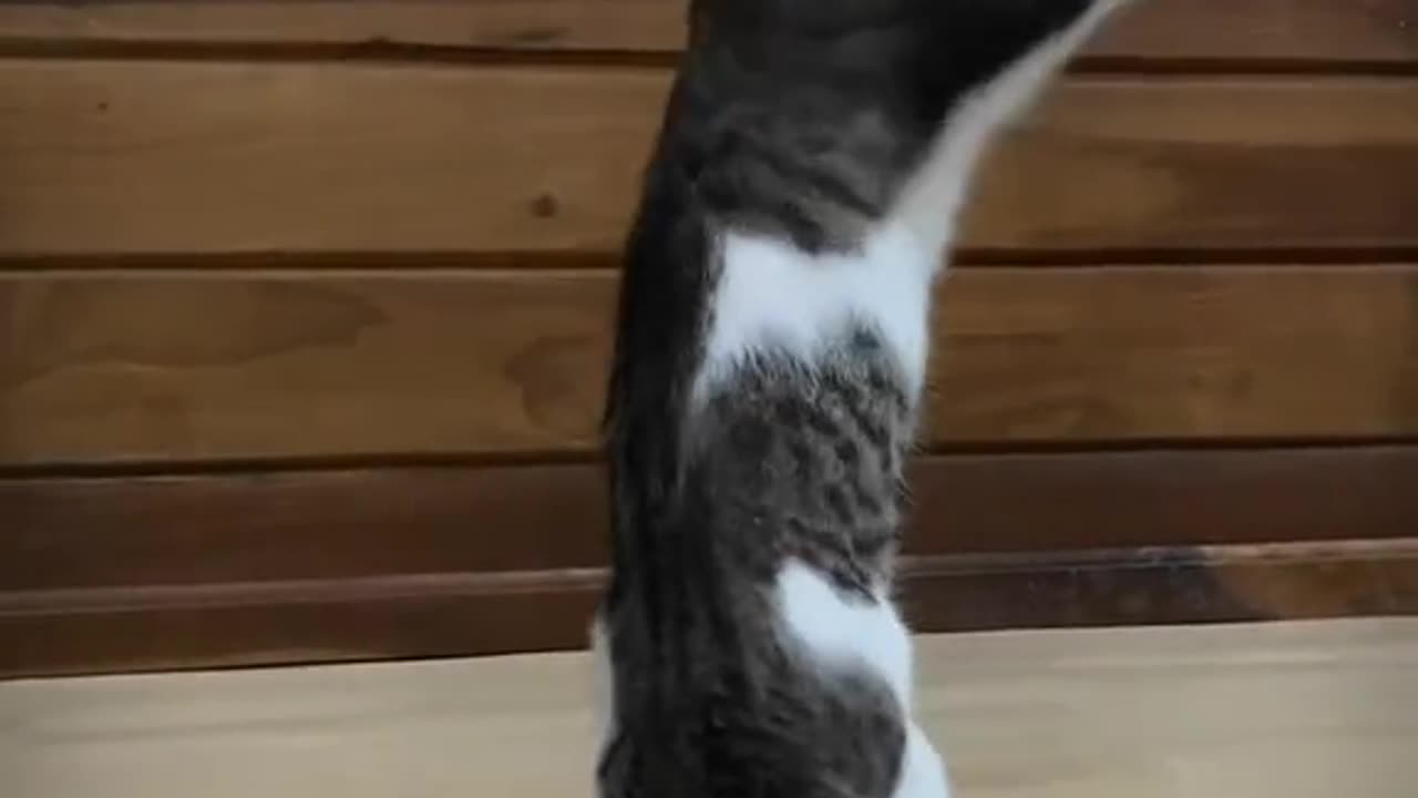 Cat practice wing chun