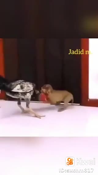 monkey vs rooster