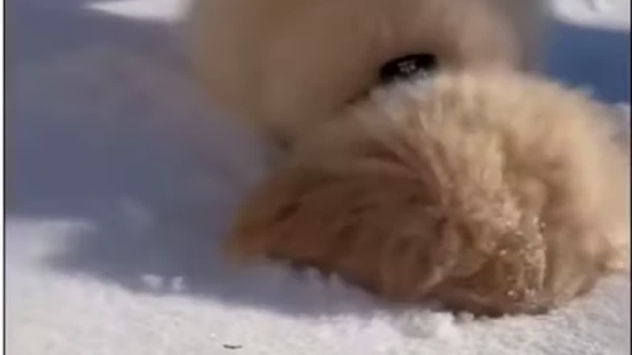 Part1... Try Not To Laugh While Watching These Funny Animals!!!