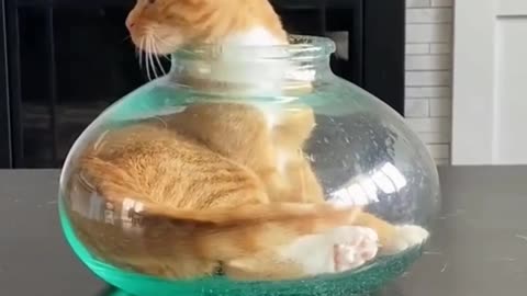 Cats under a jar