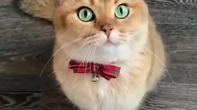 Cute Kitten Funny Videos 😍 | Best Funny Cat videos