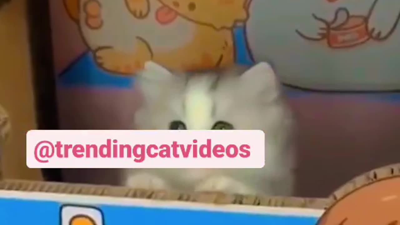 Cute cats viral videos ❤🐱🐈😍