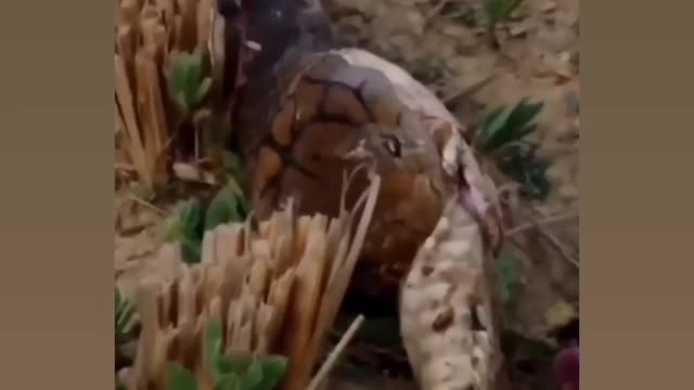 snake swallowing snake in hole