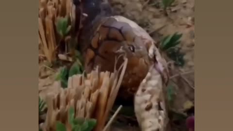 snake swallowing snake in hole