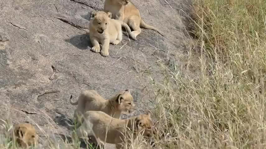 lion cubs