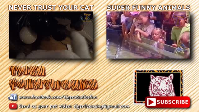 CATS will make you LAUGH YOUR HEAD OFF - Funny CAT compilation