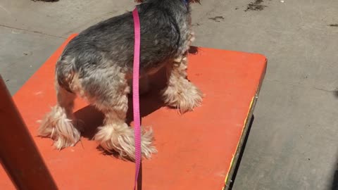 Dog Hitching a Ride at Home Depot