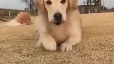 This dog has an important message for you... SMILE MORE