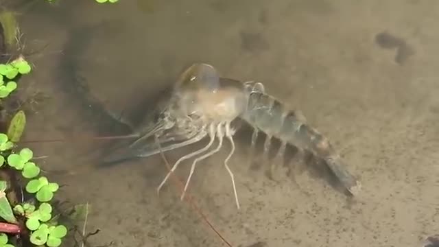 This is the first time I saw how shrimp change skin....amazing