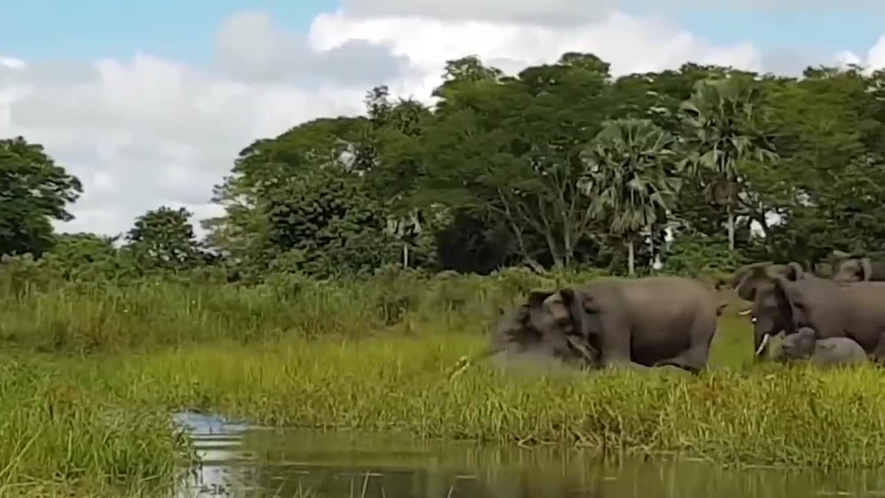 This is what happens when an elephant gets angry! This is the elephant's resistance to beasts