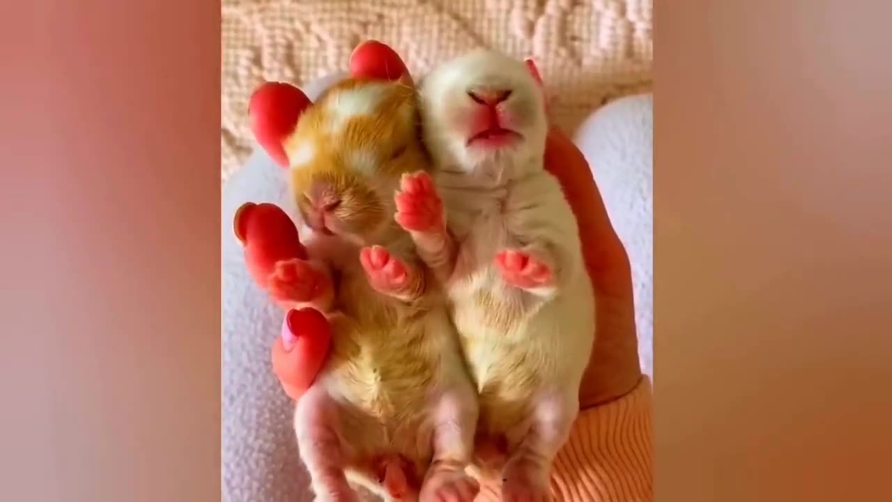 Best Funny Animal Videos 2023😂 Funniest Cats And Dogs Videos Will Make You Laugh #18