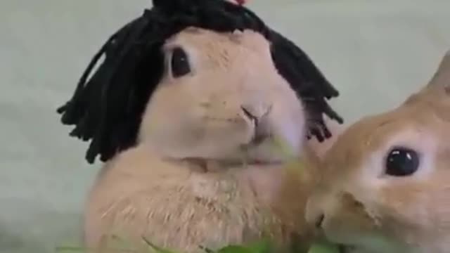 A cosplay rabbit