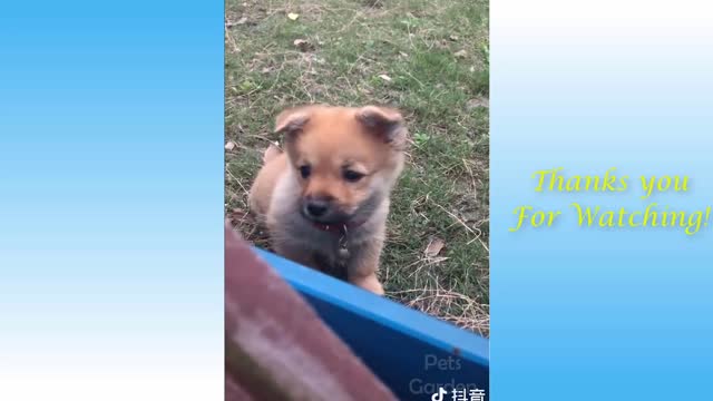 cute pets and funny animals