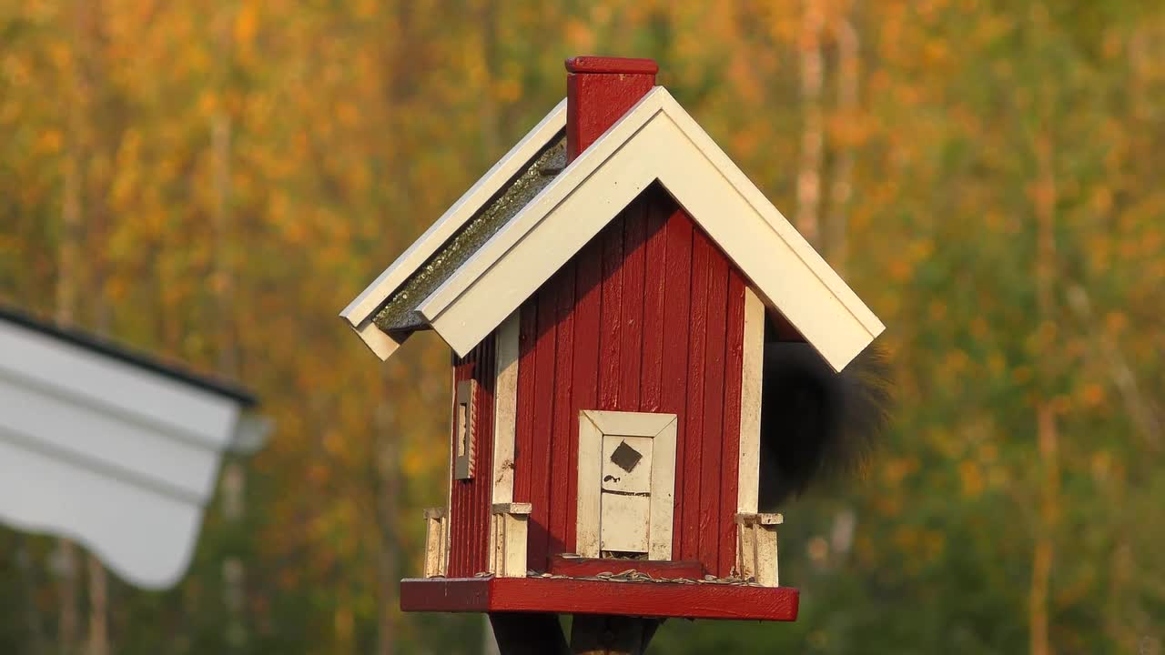 Birds Meissen Sunflower Seeds Nature Food Bird